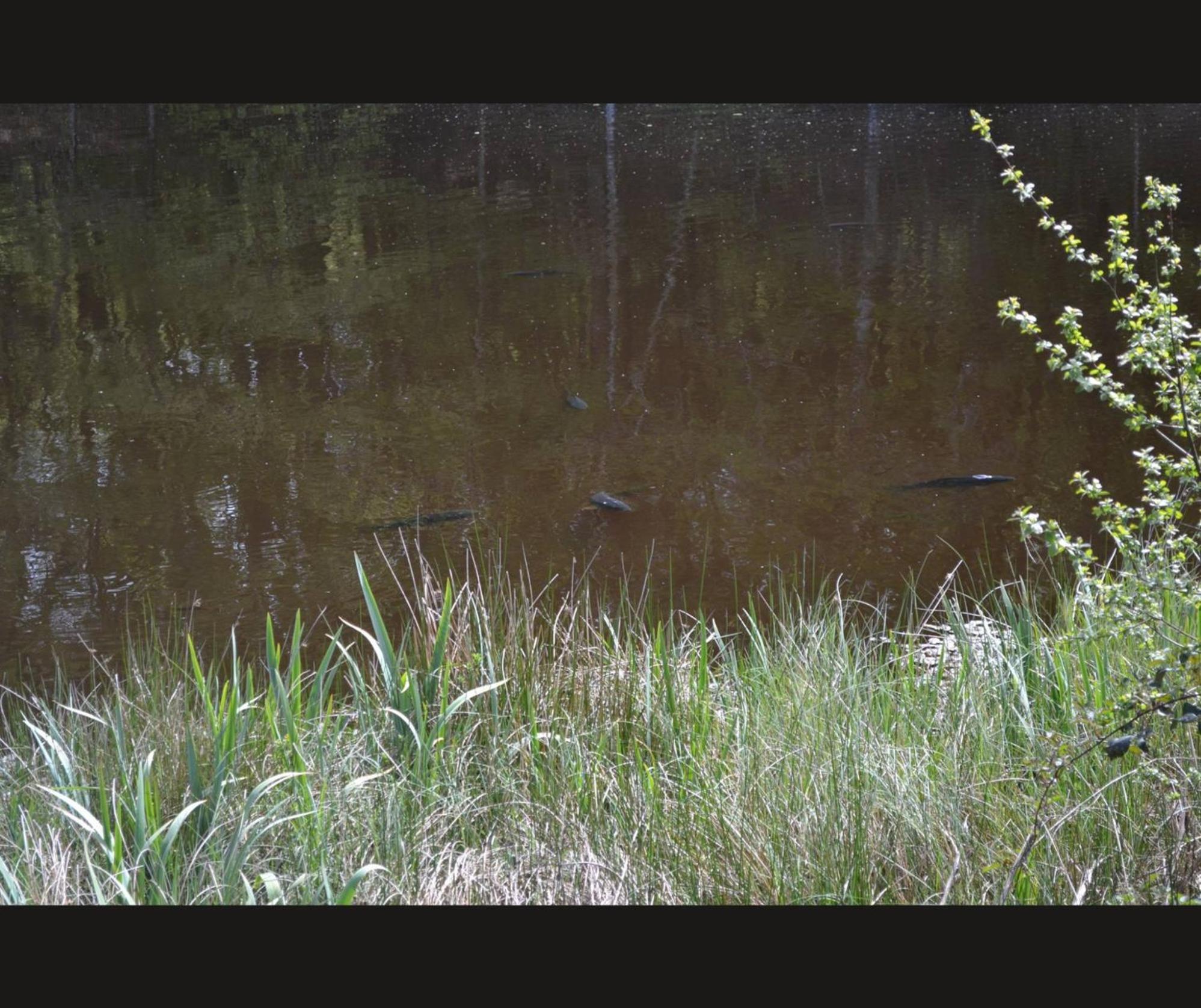 Cabane Limousine Au Bord D'Un Etang Bonnac-la-Côte Zewnętrze zdjęcie